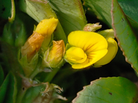 Lotus corniculatus
