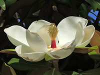 Magnolia-grandiflora