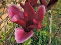 Magnolia liliiflora
