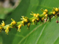Neoshirakia japonica