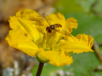 Nymphoides peltata