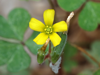 Oxalis corniculata