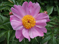 Paeonia lactiflora