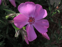 Phlox subulata