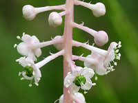 Phytolacca americana