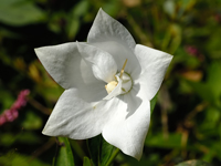 Platycodon grandiflorus