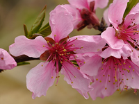 Prunus persica