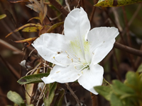 Rhododendron schlippenbachii