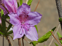 Rhododendron yedoense