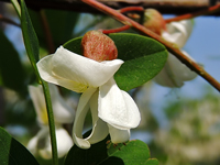 Robinia pseudoacacia