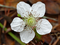 Rubus hirsutus