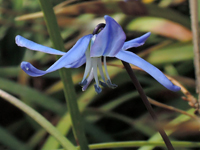 Scilla siberica