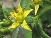 Sedum kamtschaticum
