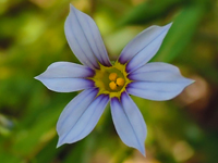 Sisyrinchium angustifolium