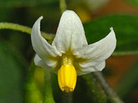 Solanum nigrum