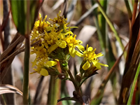 Solidago virgaurea