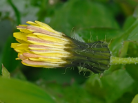 Sonchus oleraceus