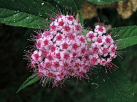 Spiraea japonica