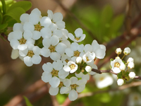 Spiraea prunifolia