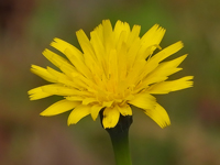 Taraxacum officinale
