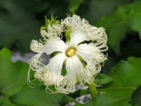 Trichosanthes bipinnatus