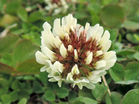 Trifolium repens
