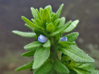 Veronica arvensis