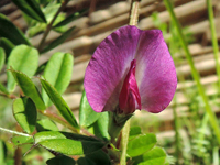 Vicia angustifolia