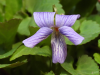 Viola japonica