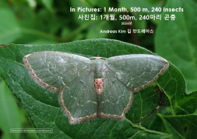Report Insects
