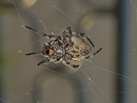 Araneus ventricosus