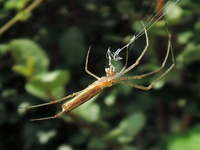 Tetragnatha-sp
