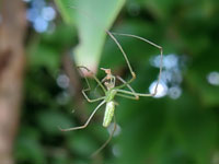 Tetragnatha squamata