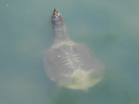 Amur softshell turtle