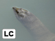 Amur softshell turtle