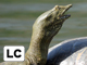 Amur softshell turtle
