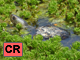 Chinese stripe necked turtle