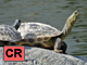 Chinese stripe necked turtle