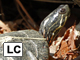 Midland painted turtle