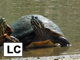Peninsula cooter