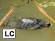 Red-eared slider