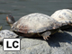 Red-eared slider