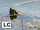 Western painted turtle