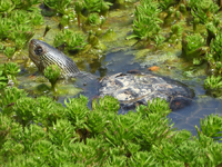 Chinese stripe necked turtle