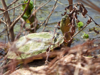 Chinese stripe necked turtle
