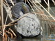 Chinese stripe-necked turtle