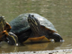 Peninsula cooter