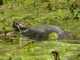 Red-eared slider