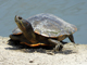 Red-eared slider