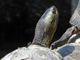 Chinese stripe-necked turtle